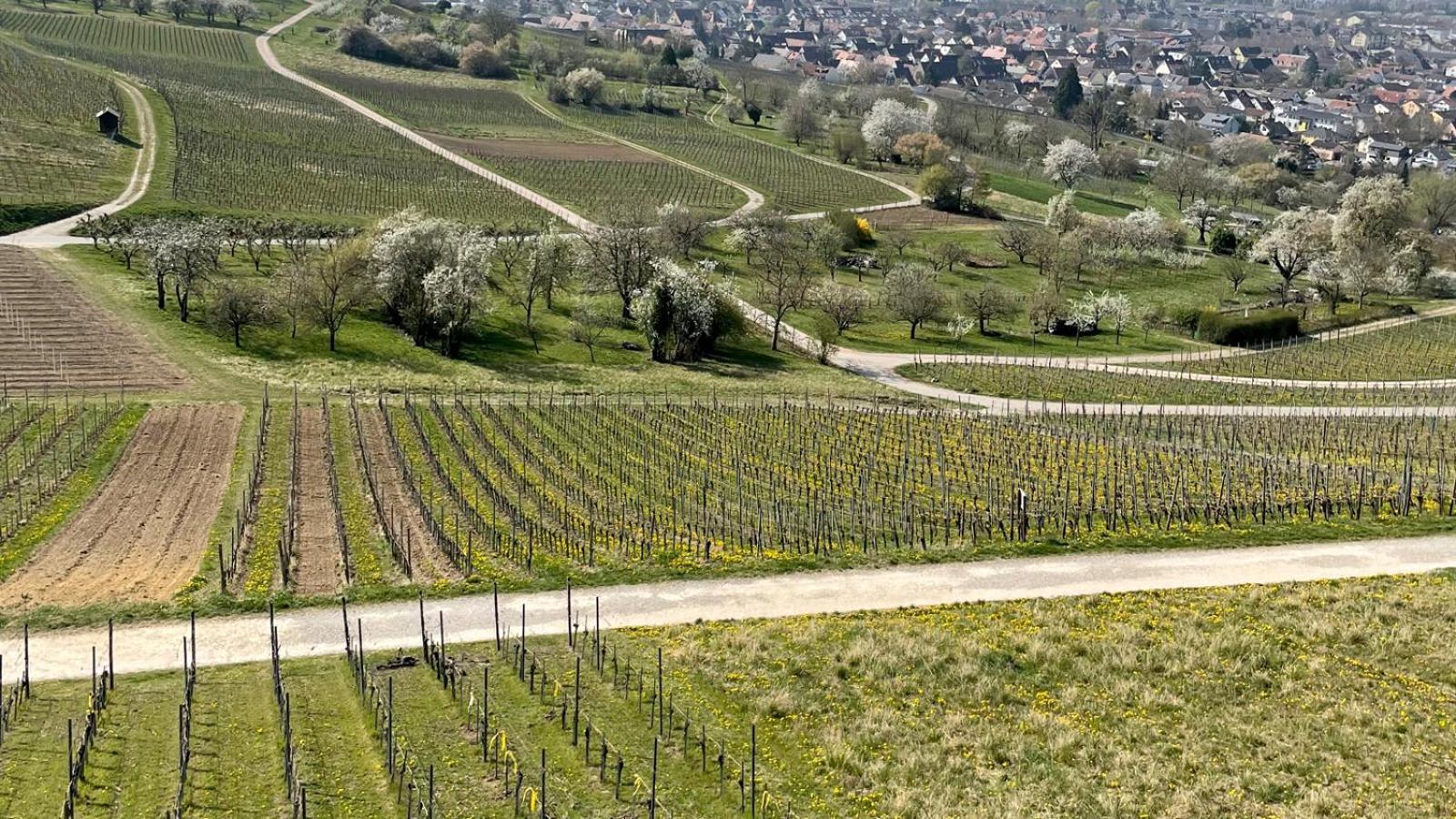 Landgasthof Rebstock Weil Am Rhein / Basel Bagian luar foto
