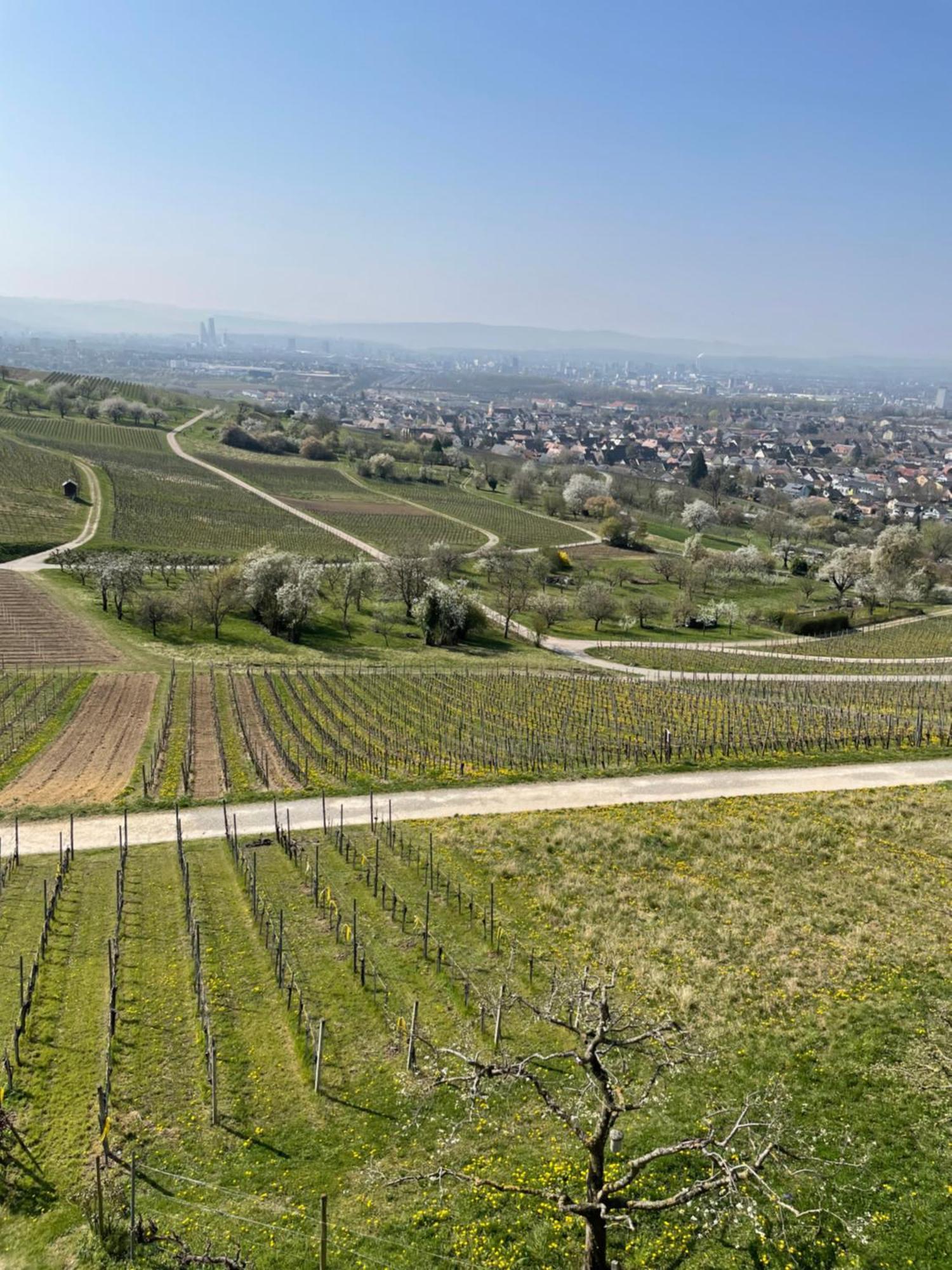 Landgasthof Rebstock Weil Am Rhein / Basel Bagian luar foto